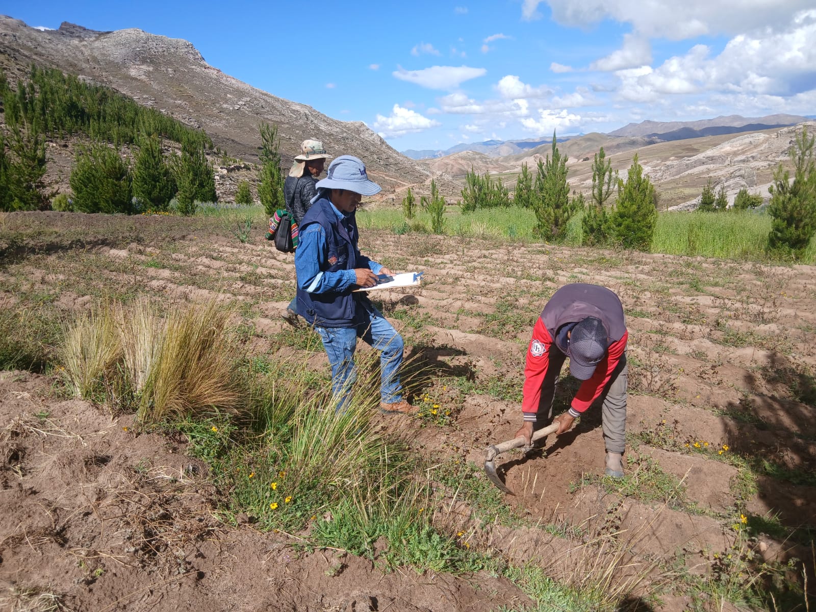 Heladas afectan casi el 2% del cultivo de alimentos y no inciden en precio ni abastecimiento