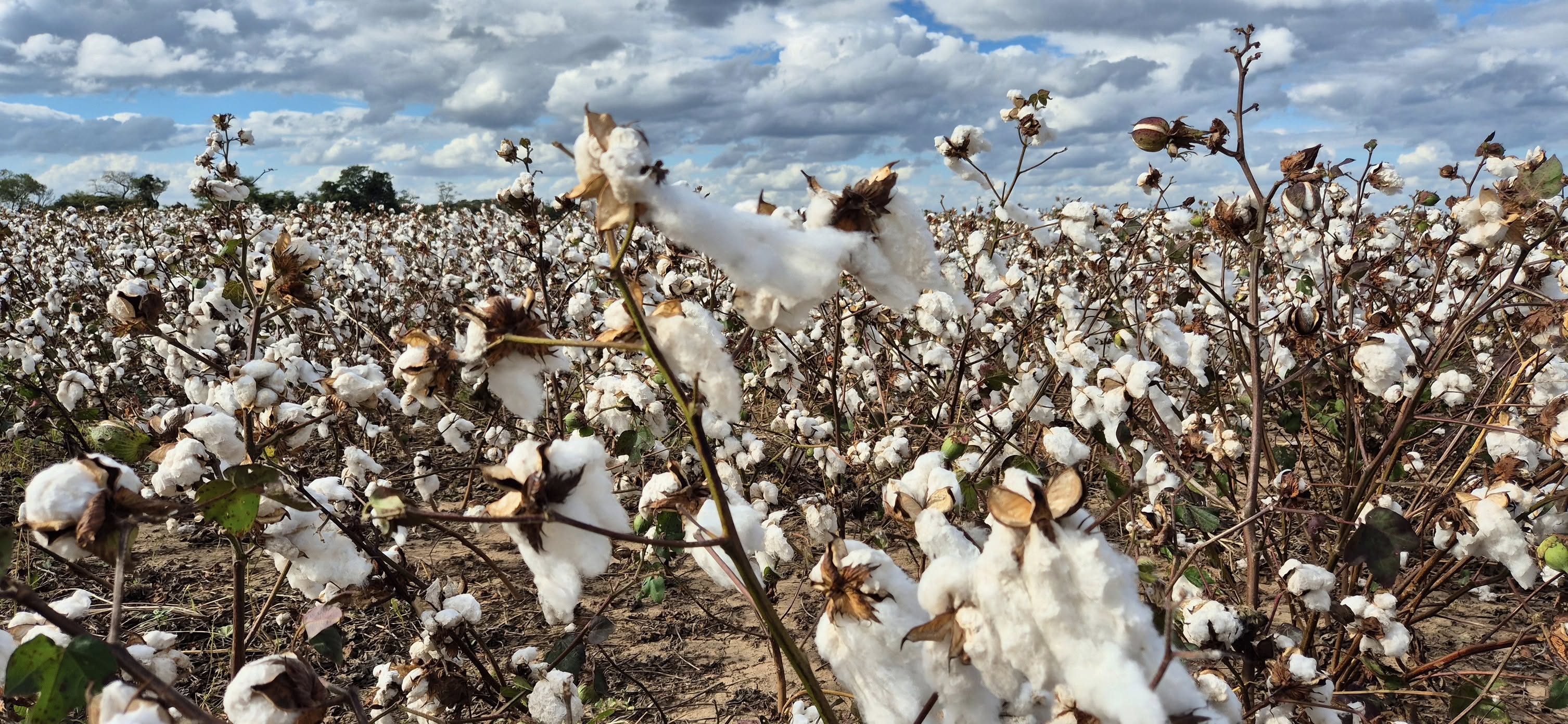 INIAF crea el primer banco de germoplasma de algodón de Bolivia