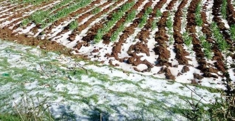 Nieva cuatro días en municipio de Cochabamba y afecta más de 250 hectáreas de cultivos