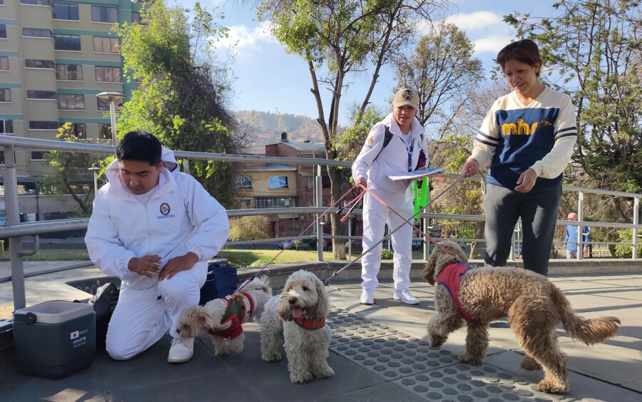 Más de 700 brigadas se movilizan en la campaña masiva de vacunación antirrábica de perros y gatos en Sucre 