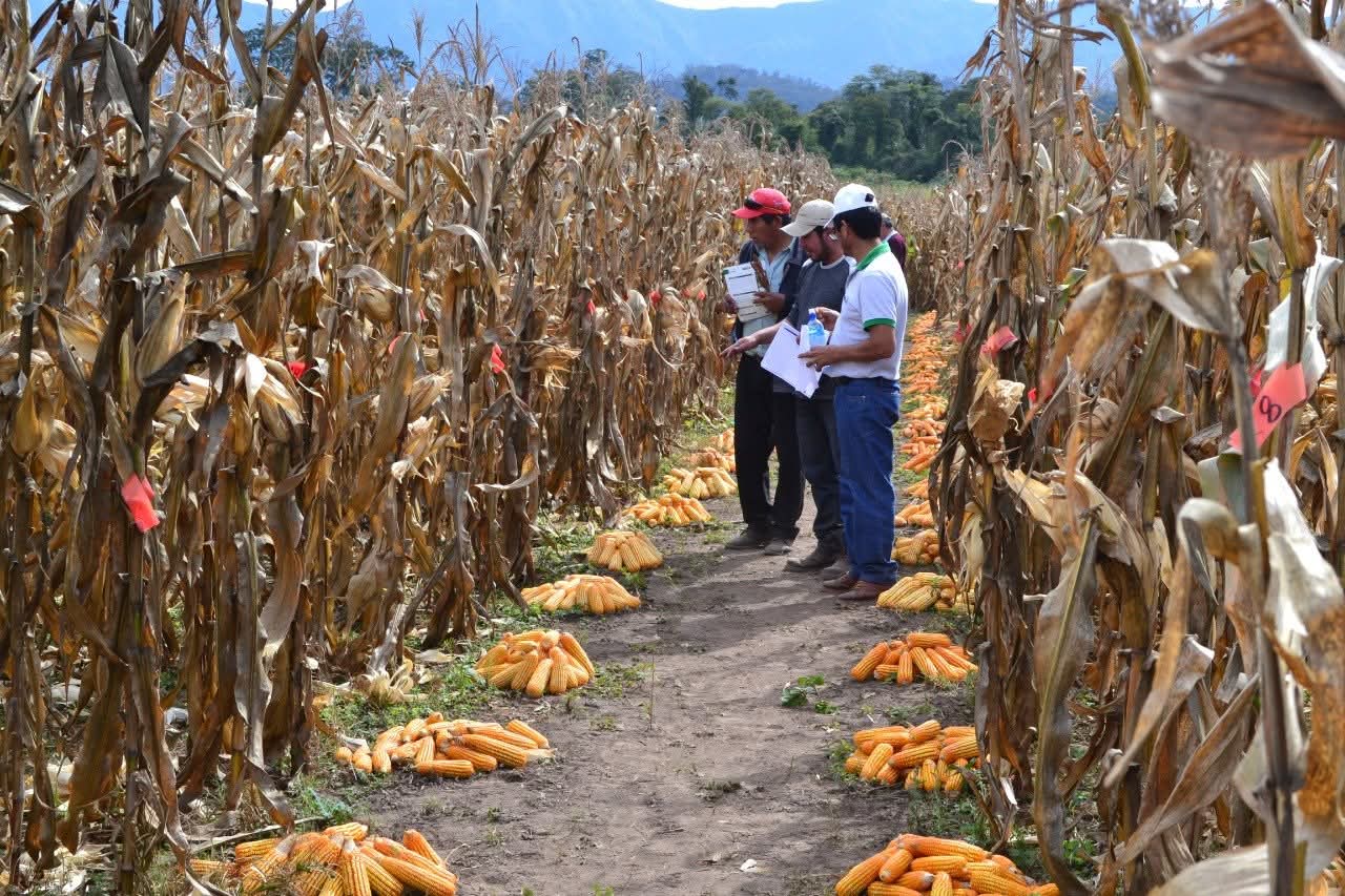 En Tarija inicia la colecta de material genético de maíz