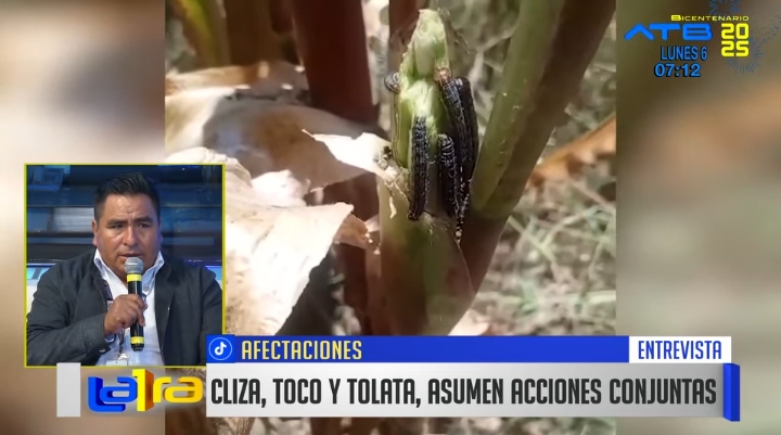 Proliferación del gusano cogollero afecta a comunidades de Cliza, Toco y Tolata en Cochabamba