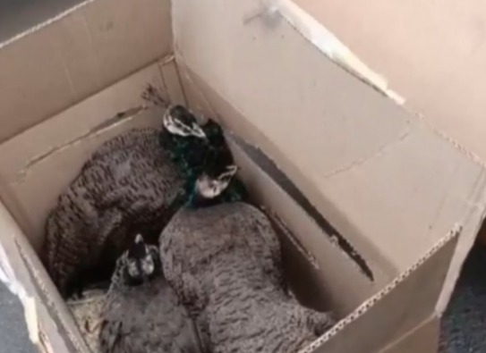 Aprehenden a peruano por tráfico de tres avestruces y tres pavos reales