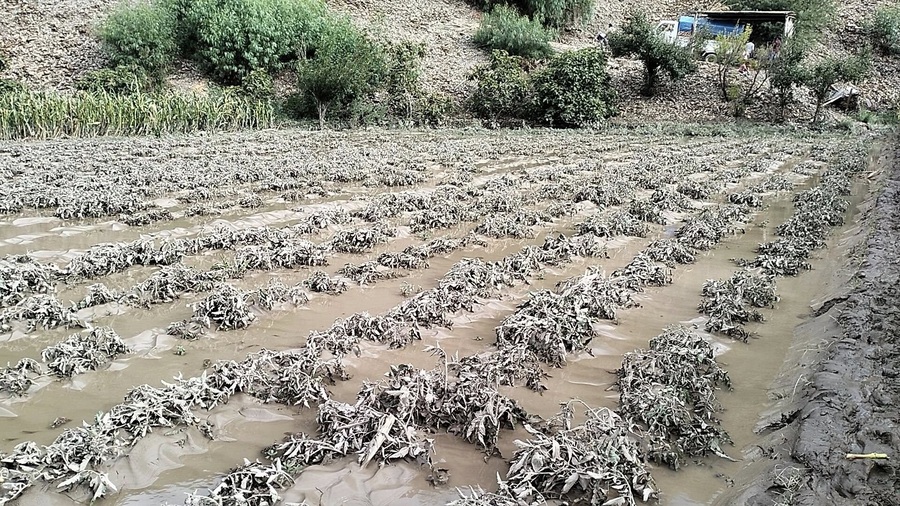 Desborde de río deja 730 familias afectadas y 170 hectáreas de cultivos anegados en Potosí