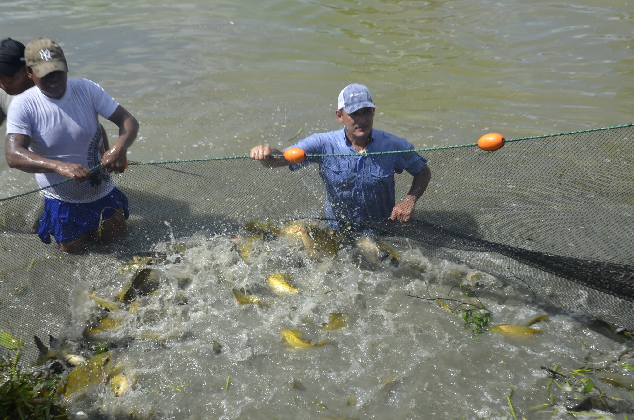 Producción de peces en fosas de la comunidad Nueva Betania, Beni. Foto: MDRyT