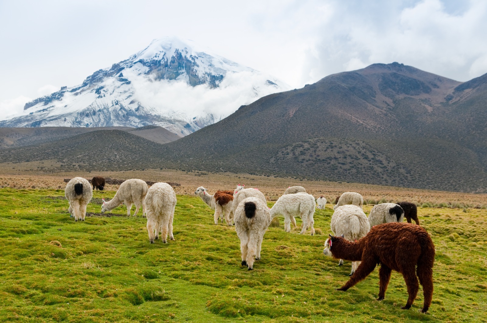 BDP fomenta la producción y mejora la calidad de vida de 12.080 agricultores de Oruro 