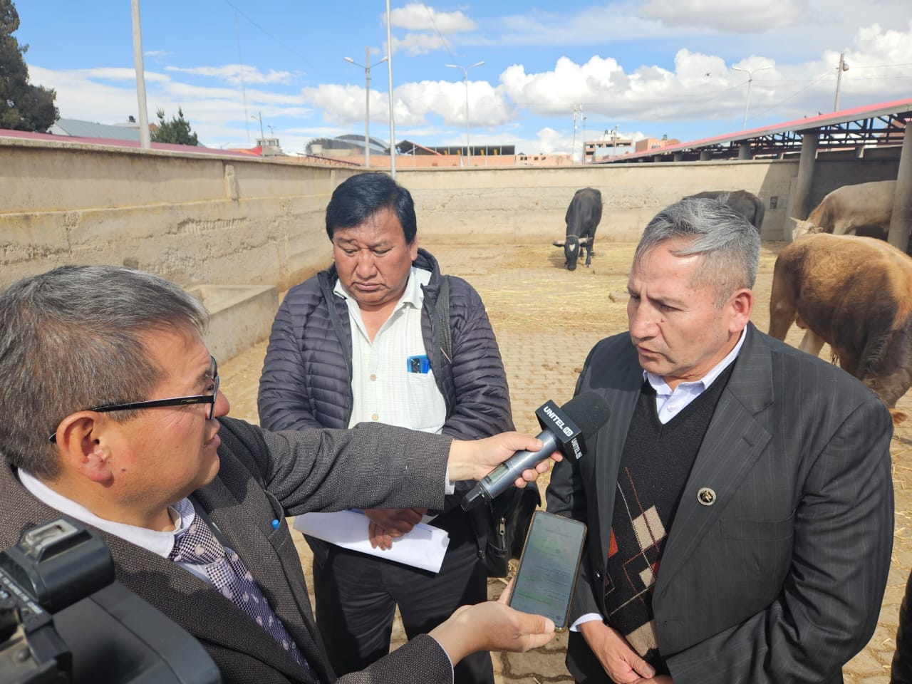 La Paz: Comisan ganado valuado en Bs 360.000 que era trasladado ilegalmente 