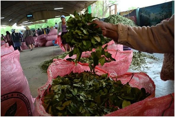 El precio de la coca se dispara y llega a Bs 50 por libra