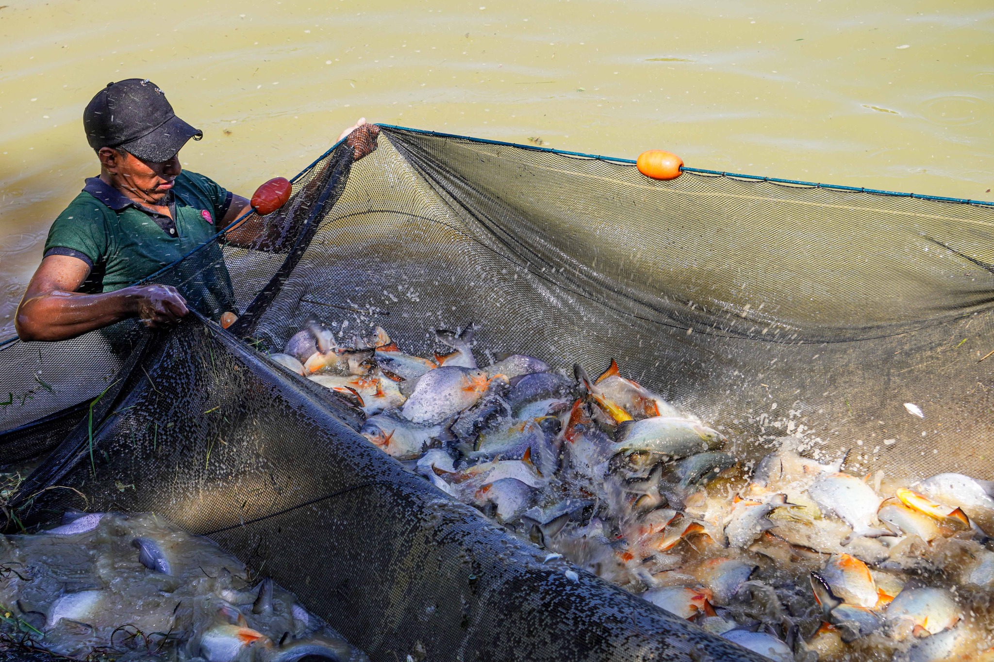 Fortalecen producción piscícola de San Andrés con la entrega de 60 pozas