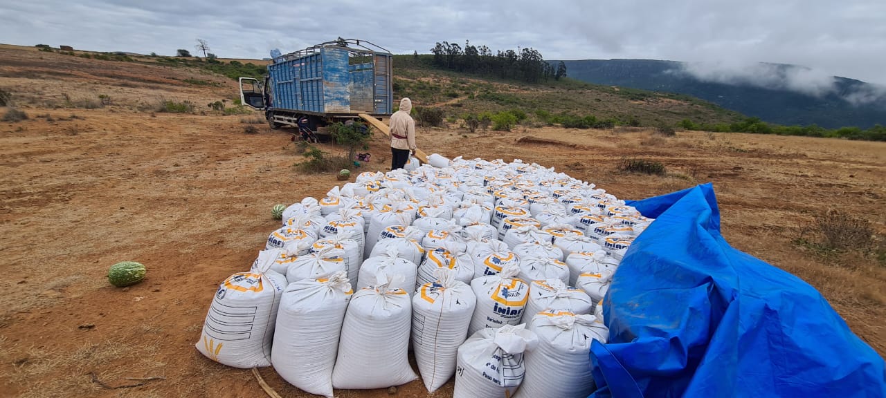 INIAF logra producción de 30 toneladas de semilla de trigo de alta categoría