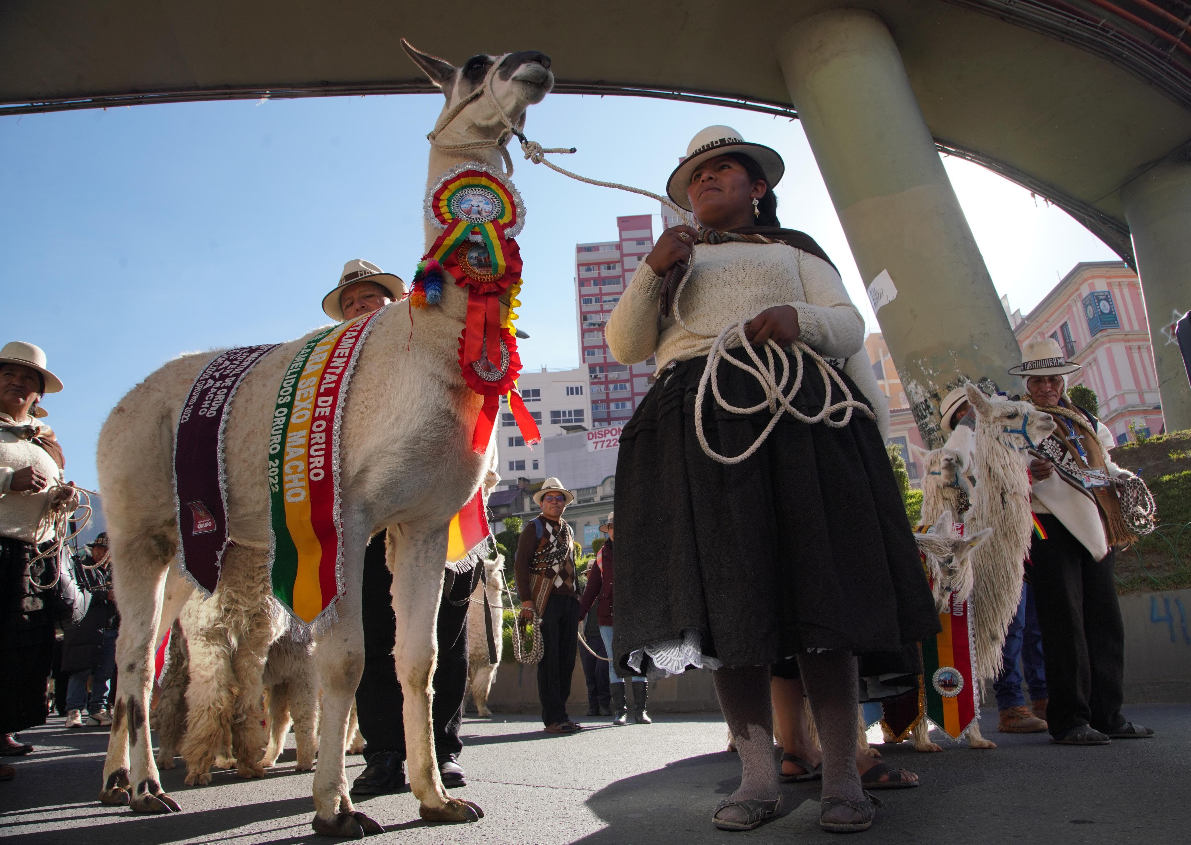 Invitan al cierre del Año Internacional de los Camélidos 2024 en El Alto este sábado