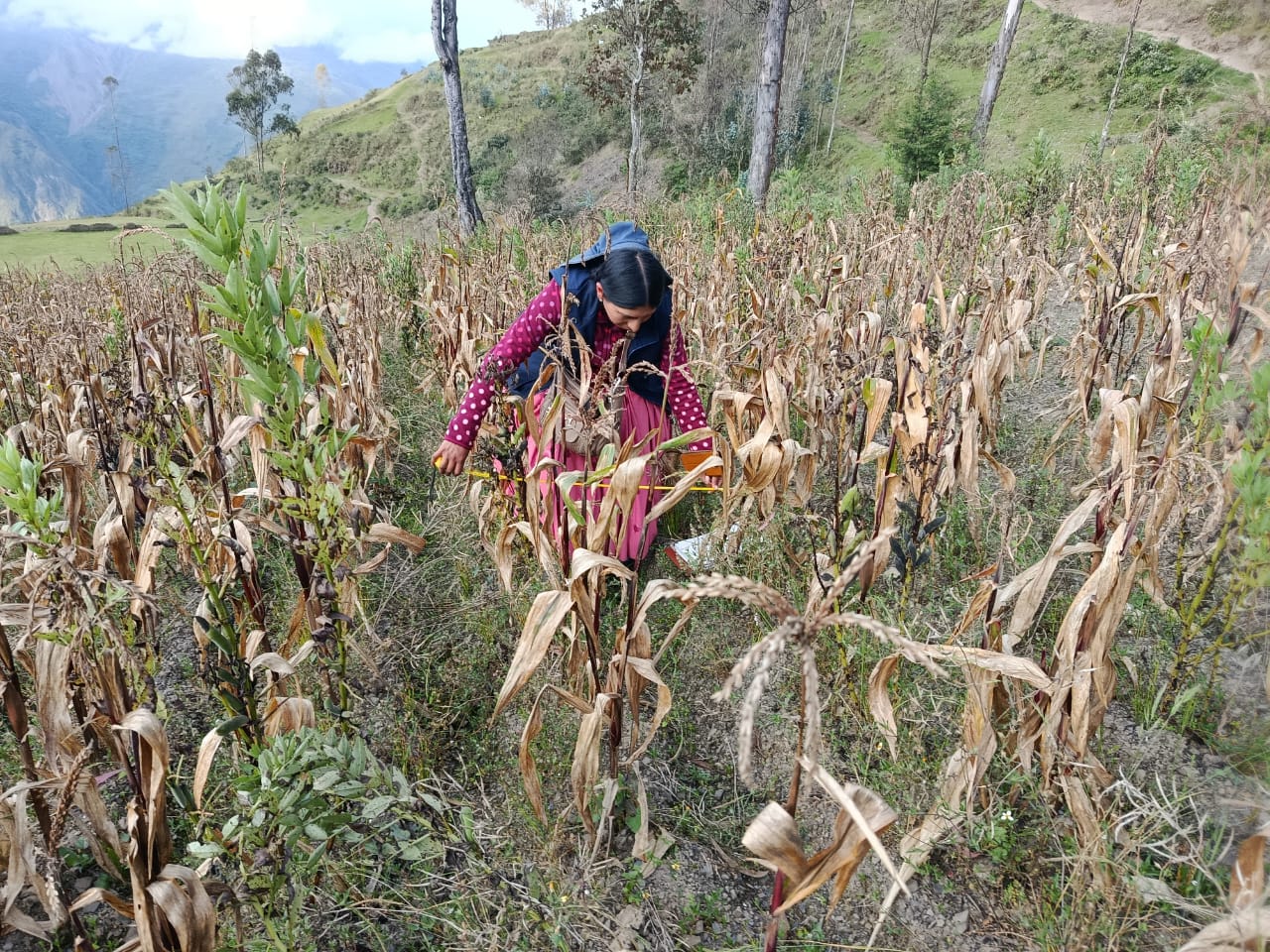 Aprueban presupuesto de Bs 16 millones para el pago del seguro agrario en la campaña agrícola 2024-2025