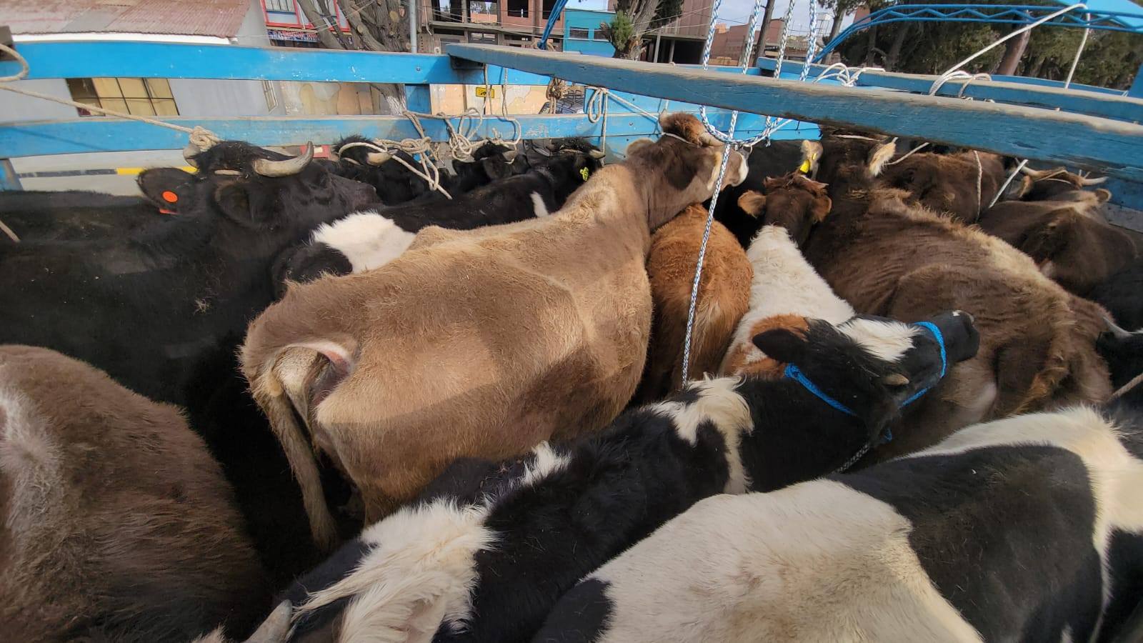 Interceptan 4 camiones que trasladaban ganado vacuno ilegalmente a la frontera con Perú