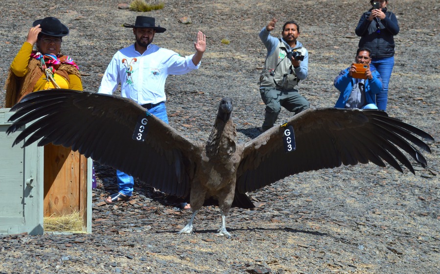 Ancoma retorna a la cumbre de Ch′uch′u tras seis meses de rehabilitación 