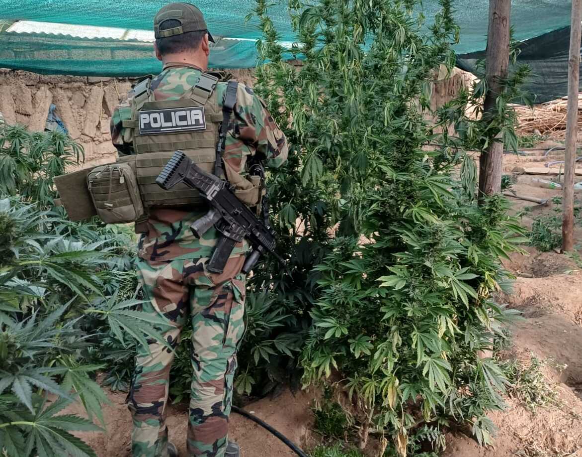 Revelan que plantaciones de marihuana cerca de Llallagua usaban riego financiado en el gobierno de Evo Morales