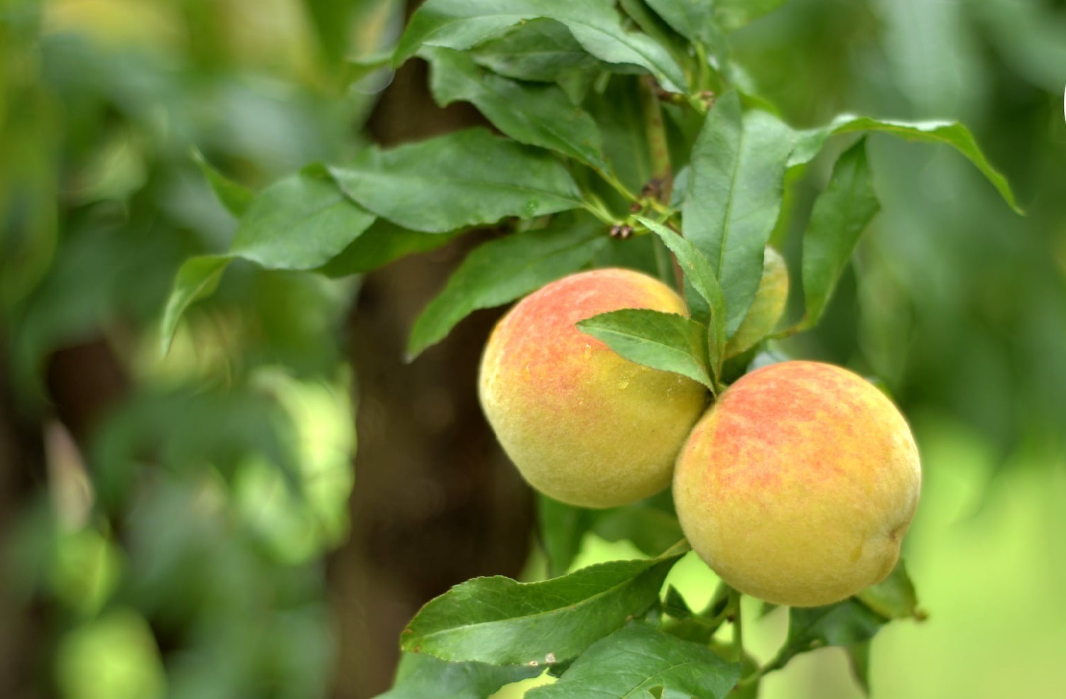 Construcción de la planta procesadora de durazno en Tarija alcanza 45% de avance y su entrega se proyecta para fin de año