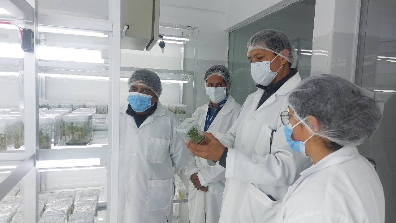Avanza con éxito producción de semilla prebásica de papa libre de plagas y enfermedades