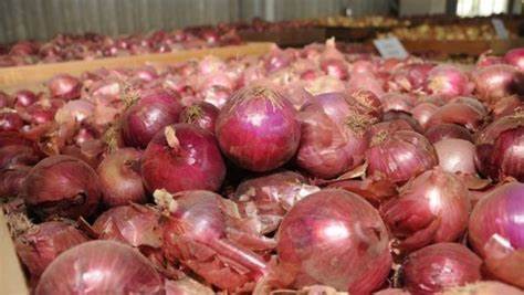 Producción de cebolla: Foto: Info Tarija