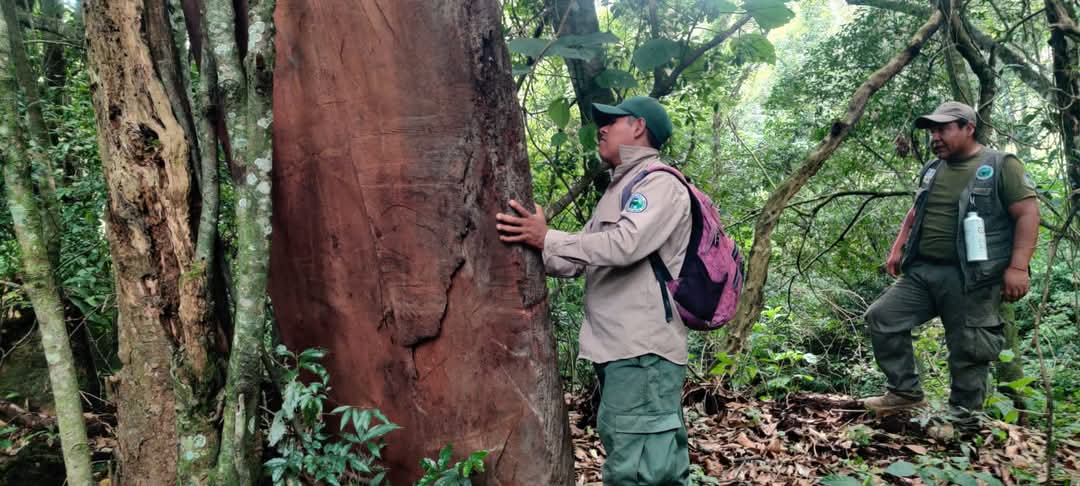 Identifican cuadrantes para el monitoreo del Oso Jucumari en el Parque Amboró