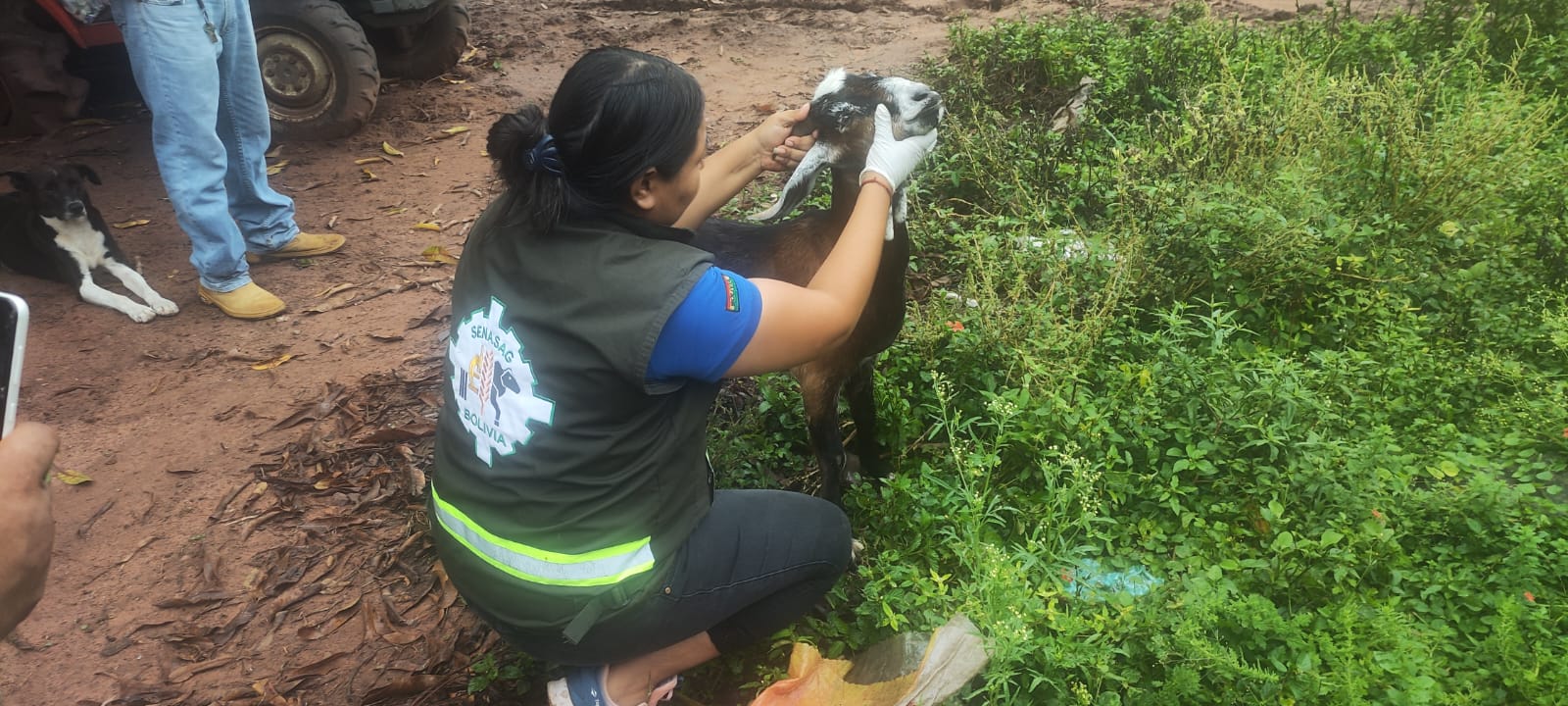 Vigilancia epidemiológica en predios ganaderos de Tarija. Foto: Senasag