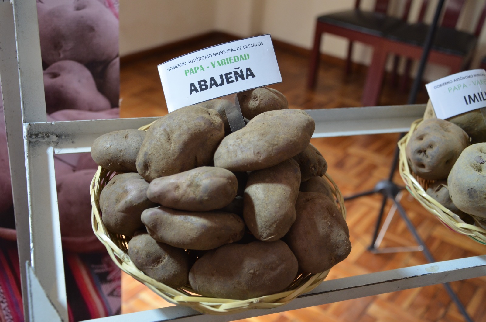 Programan el “Festival nacional de la papa Betanzos 2025” para el 23 y 24 de mayo 