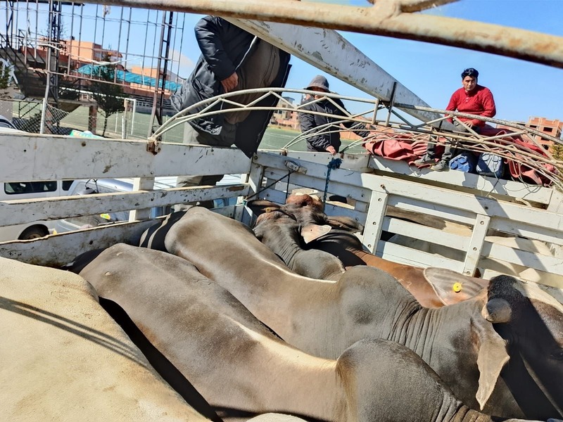 En La Paz operativos anticontrabando incautan ganado, carne de cerdo y vehículos ilegales 
