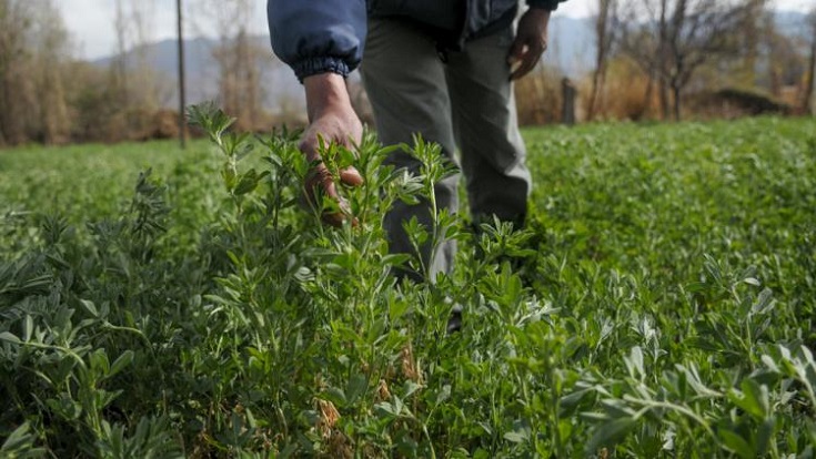Cultivos de alfalfa impulsados por el FDI en Papel Pampa, La Paz. Foto: RRSS