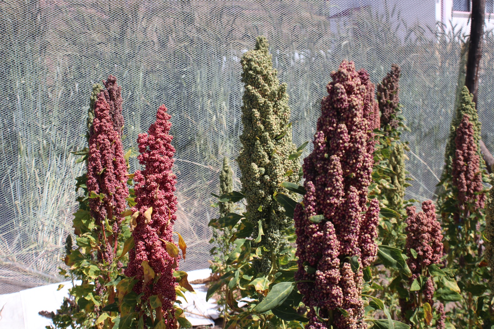 En Bolivia invierten más de Bs 35,2 millones para mejorar la producción de granos y apoyar a 1.469 familias