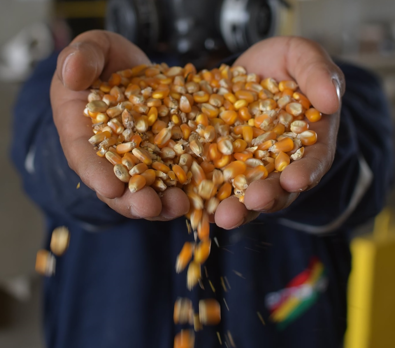 Agro cochabambino destaca cumplimiento en la entrega de maíz subvencionado