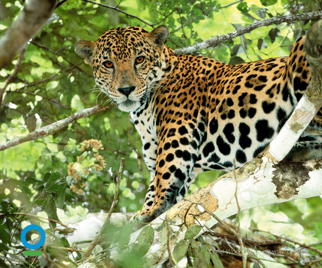 Preparan celebración del Día Departamental del Jaguar en Pando