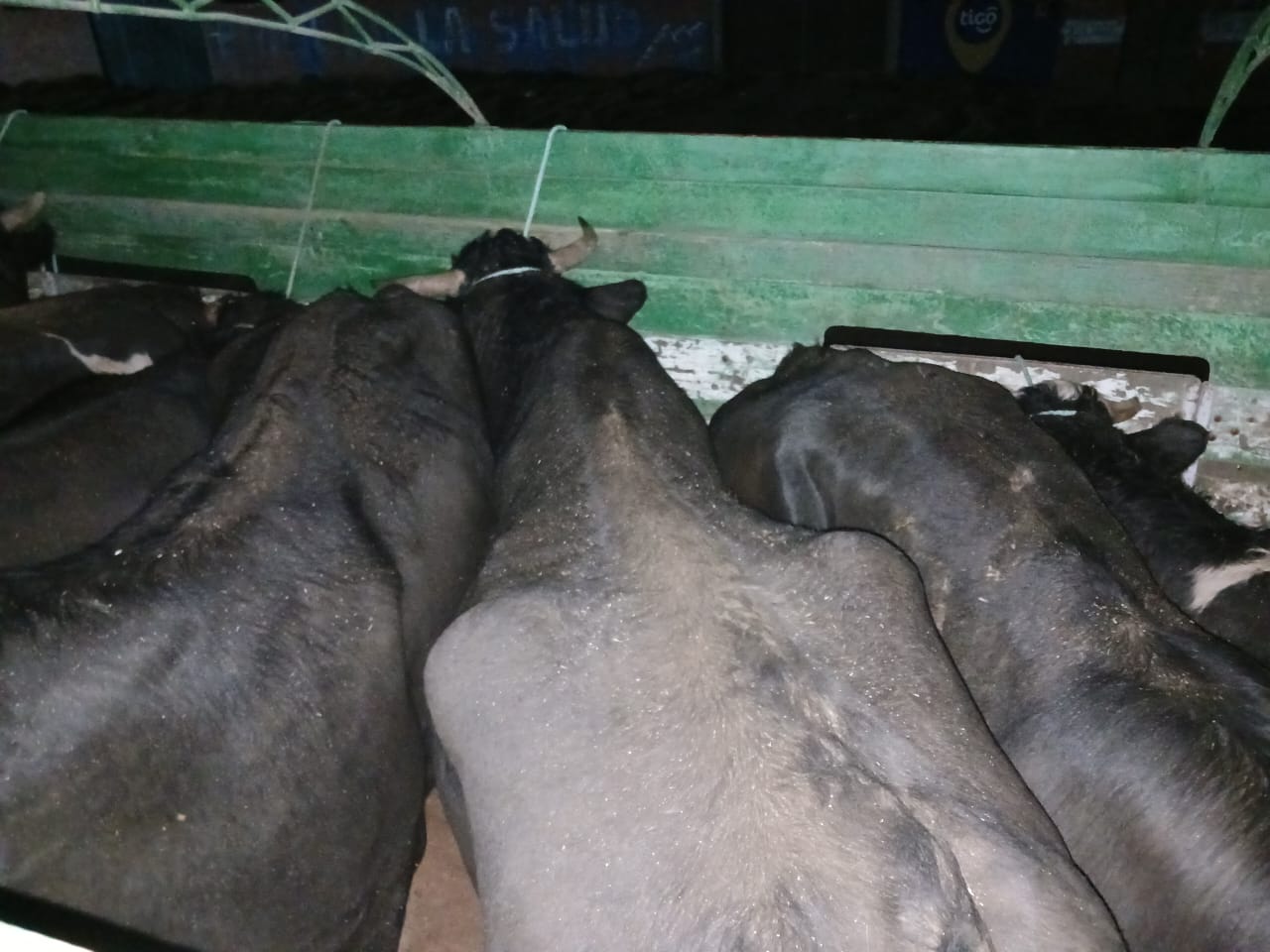 Operativo comisa 13 cabezas de ganado en pie, serán faeneadas y la carne la venderá Emapa