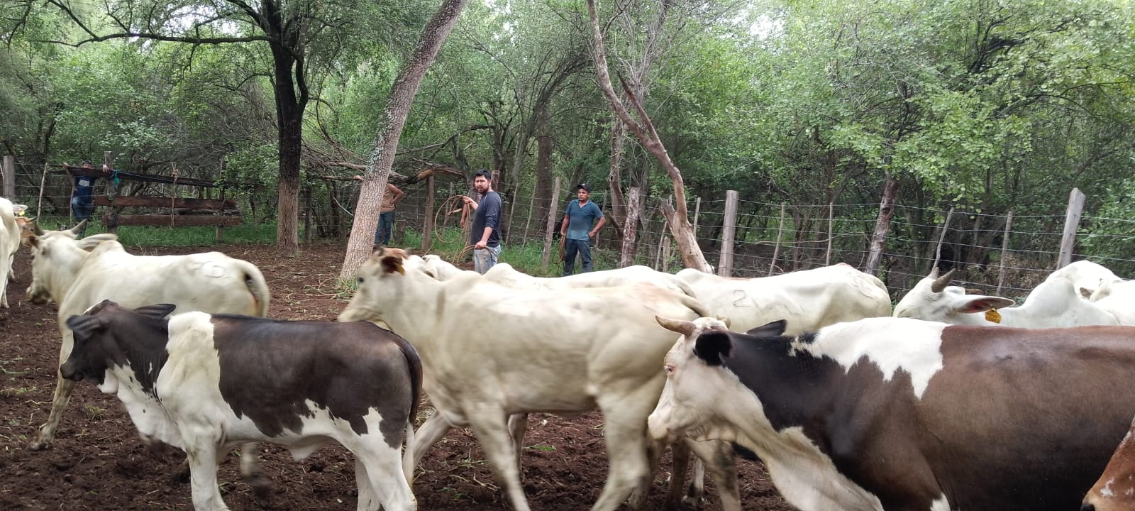 Bolivia logra declaración internacional de país libre de fiebre aftosa sin vacunación y se abre mayores mercados