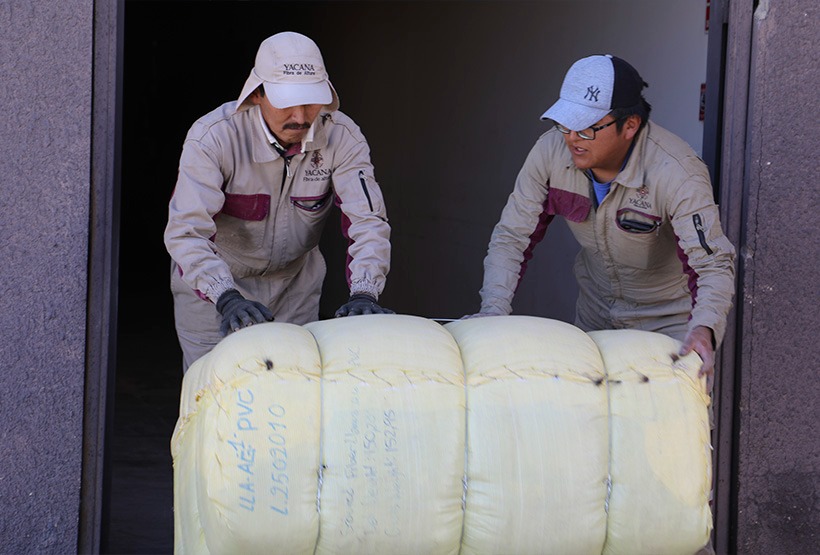 Bolivia exporta 14 toneladas de fibra de llama lavada a China