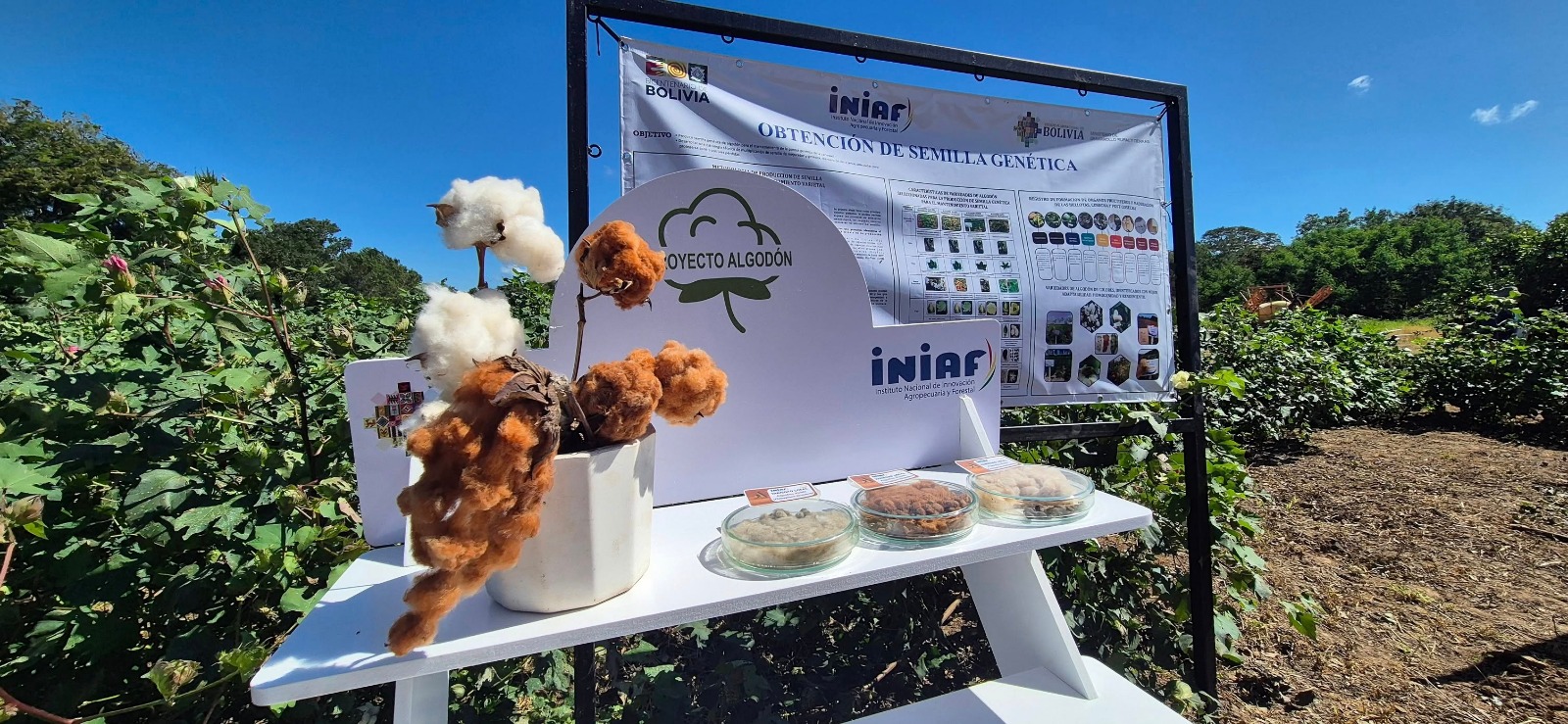 Construcción de la planta para industrializar el algodón en Pailón ingresa a la recta final y beneficiará a productores de 19 municipios