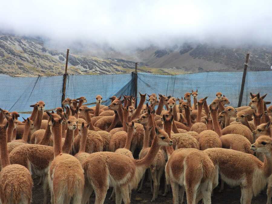 Éxito en Conservación: Inicia en Apolobamba la temporada de esquila de vicuña