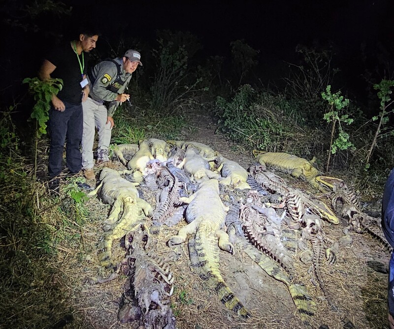 Investigan presunto biocidio tras el hallazgo de 41 caimanes desollados en una laguna de Casarabe, Beni 