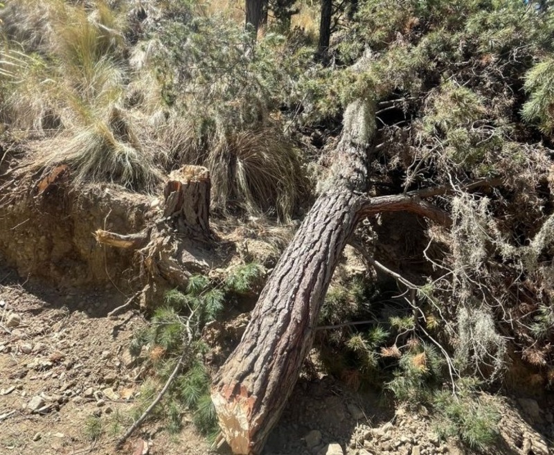 Alcaldía de La Paz denuncia tala ilegal de árboles y movimiento de tierras en Achumani con permiso de Palca