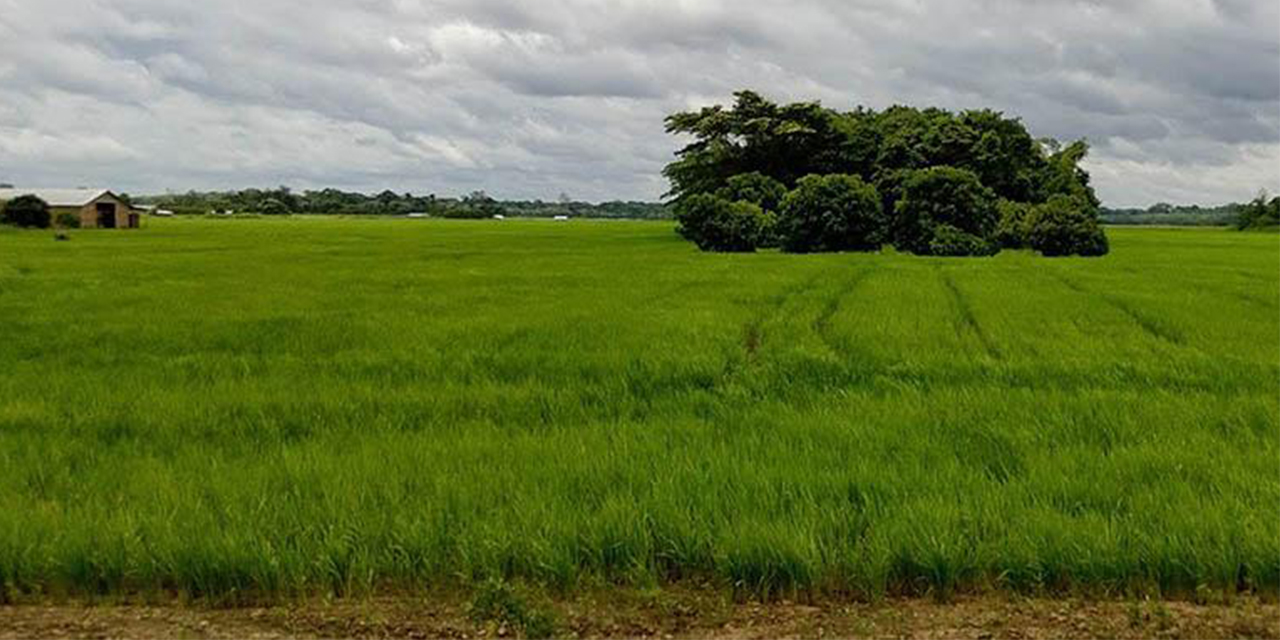 INRA advierte que el bloqueo al crédito del BID por $us 40 millones impide frenar avasallamientos y conflictos agrarios en el país
