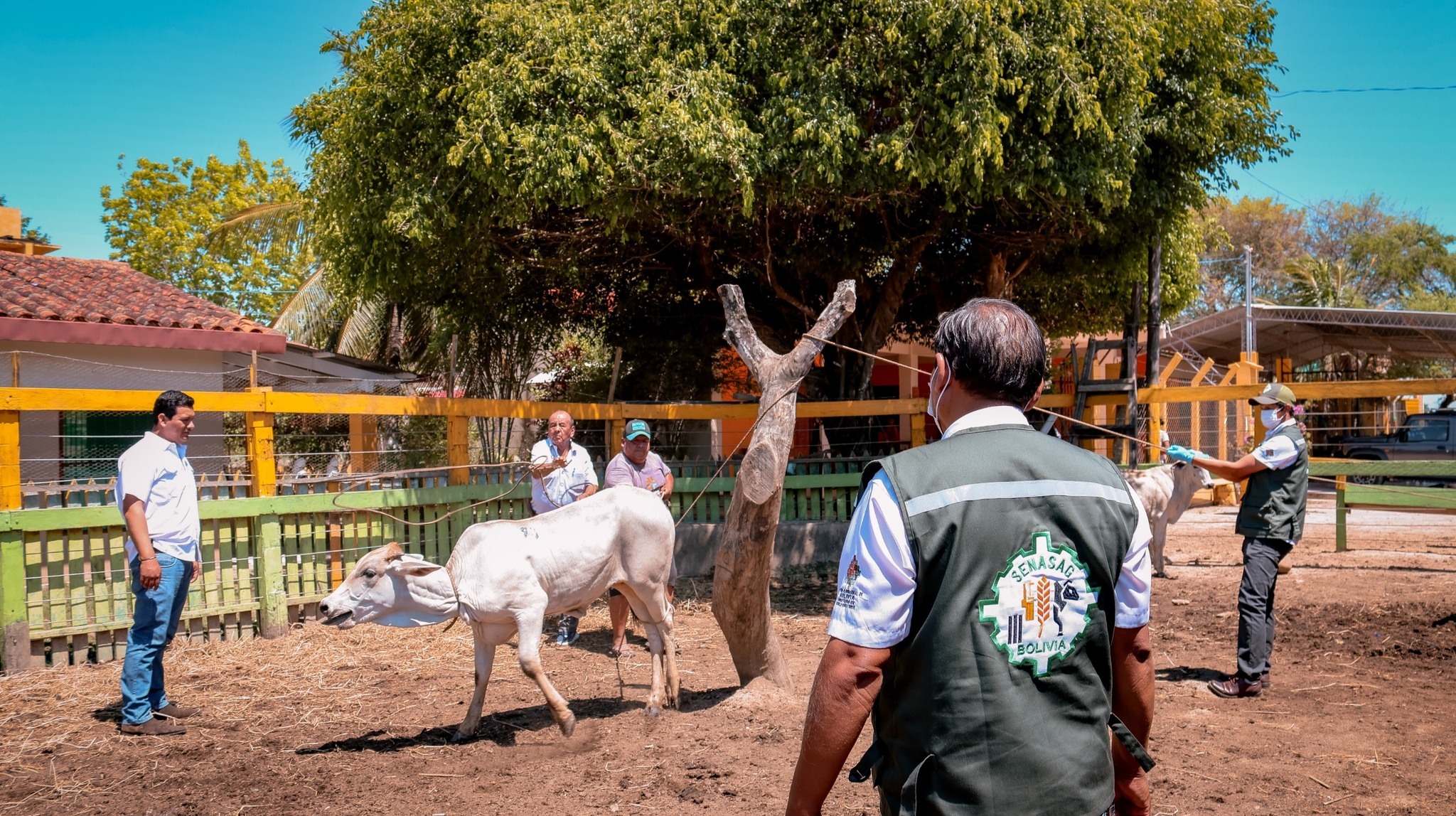 El SENASAG inicia en Beni la vacunación contra la brucelosis bovina y bufalina con la meta de inmunizar a más de 252.000 terneras 