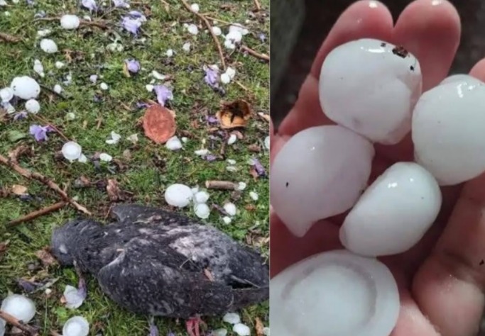 Defensa Civil reporta 1.818 familias afectadas por heladas y granizadas, y el fallecimiento de una niña por lluvias en Potosí