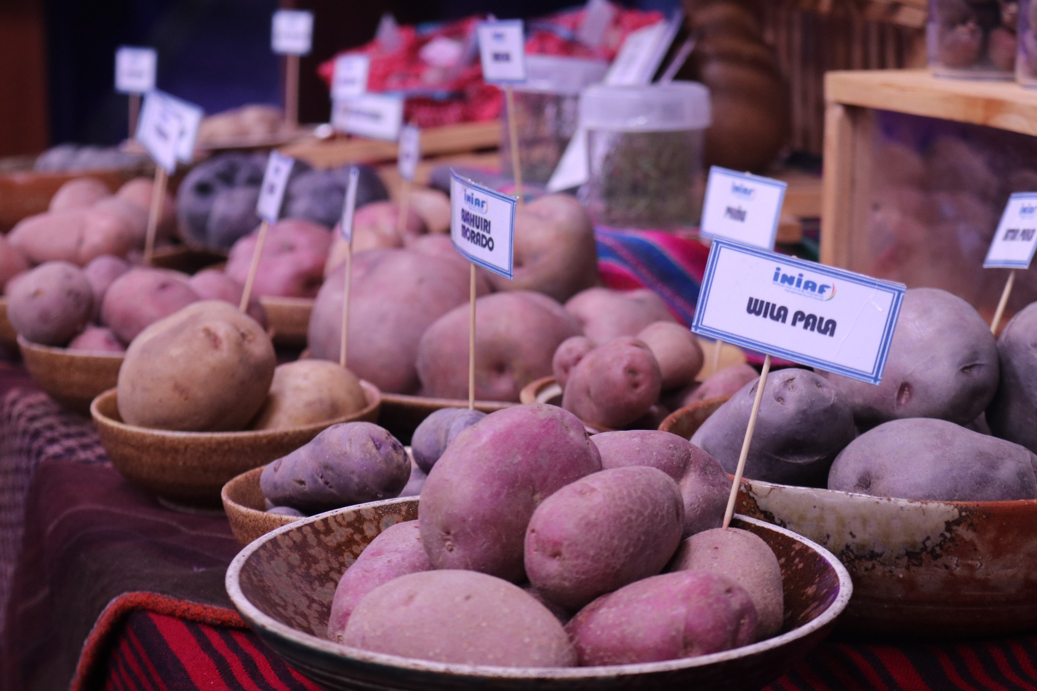 Iniaf generó y registró más de 80 variedades de semillas de alimentos en 15 años