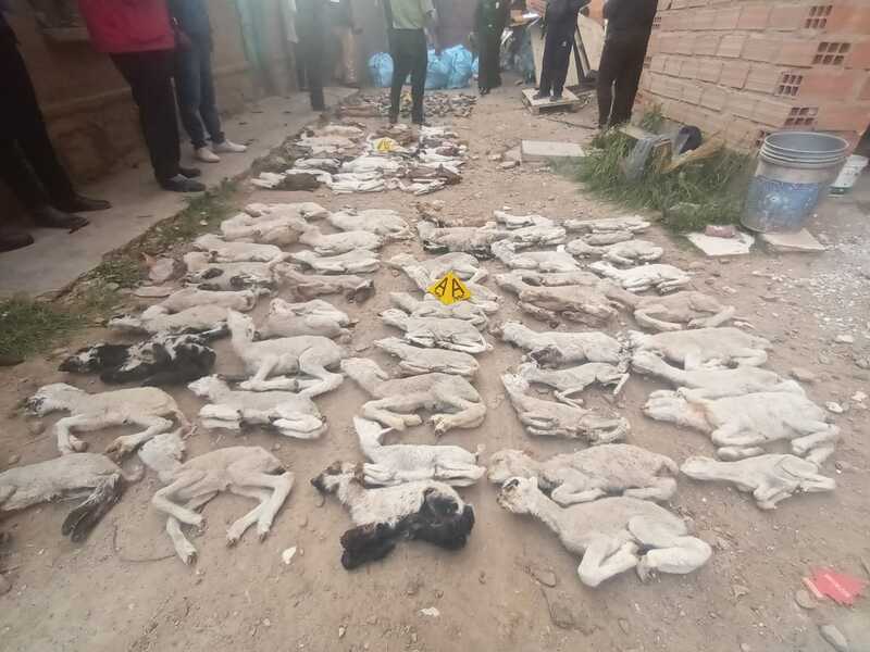 Fiscalía pide la detención preventiva de dos personas por tráfico de 581 vizcachas en Oruro