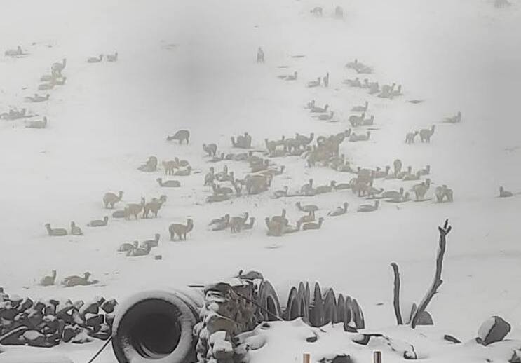 Nevada en Cocapata deja más de 1.500 animales muertos y afecta cultivos de papa en ocho comunidades