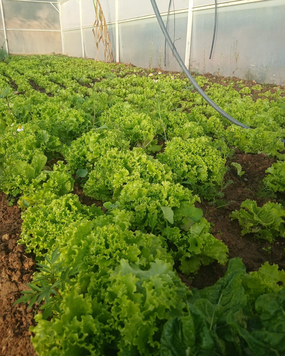 Mejoran producción de hortalizas en Sucre con sistemas de riego por goteo y automatizados