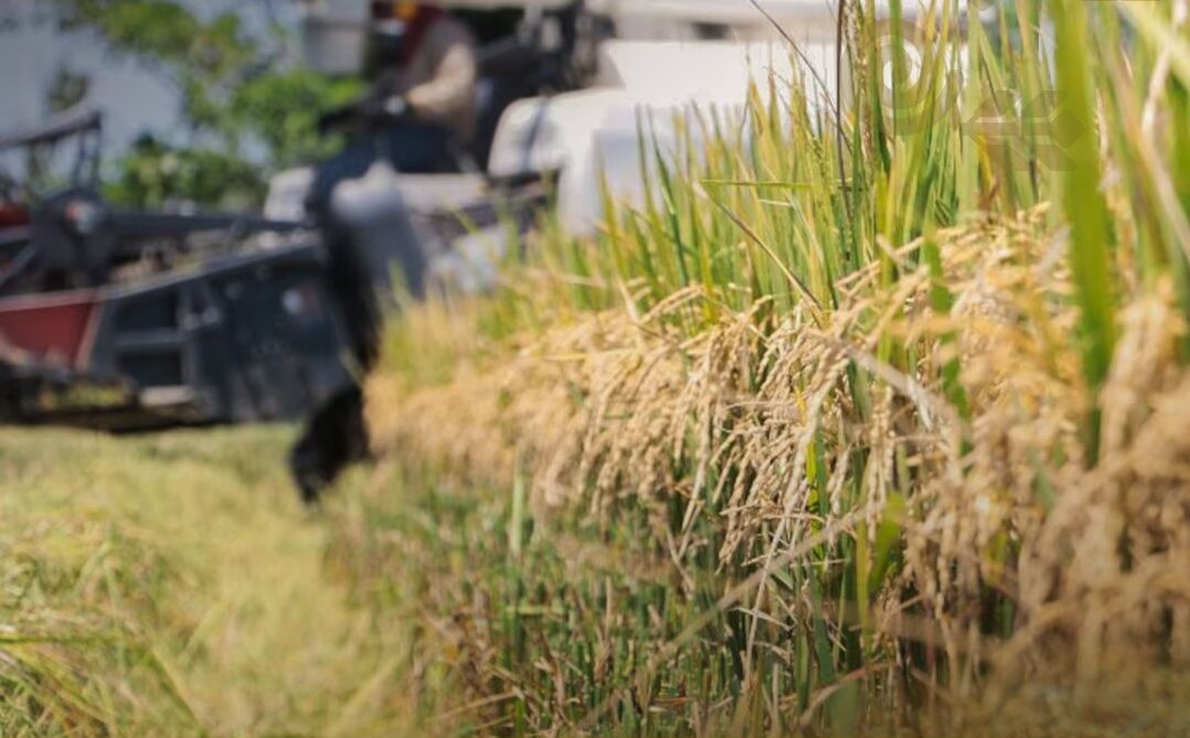 Producción agrícola 2025 crece en 21% y garantiza alimentos para los bolivianos