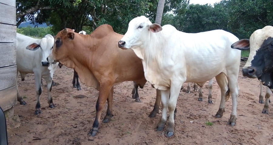 INIAF logra engorde bovino récord en Beni con un nuevo sistema nutricional