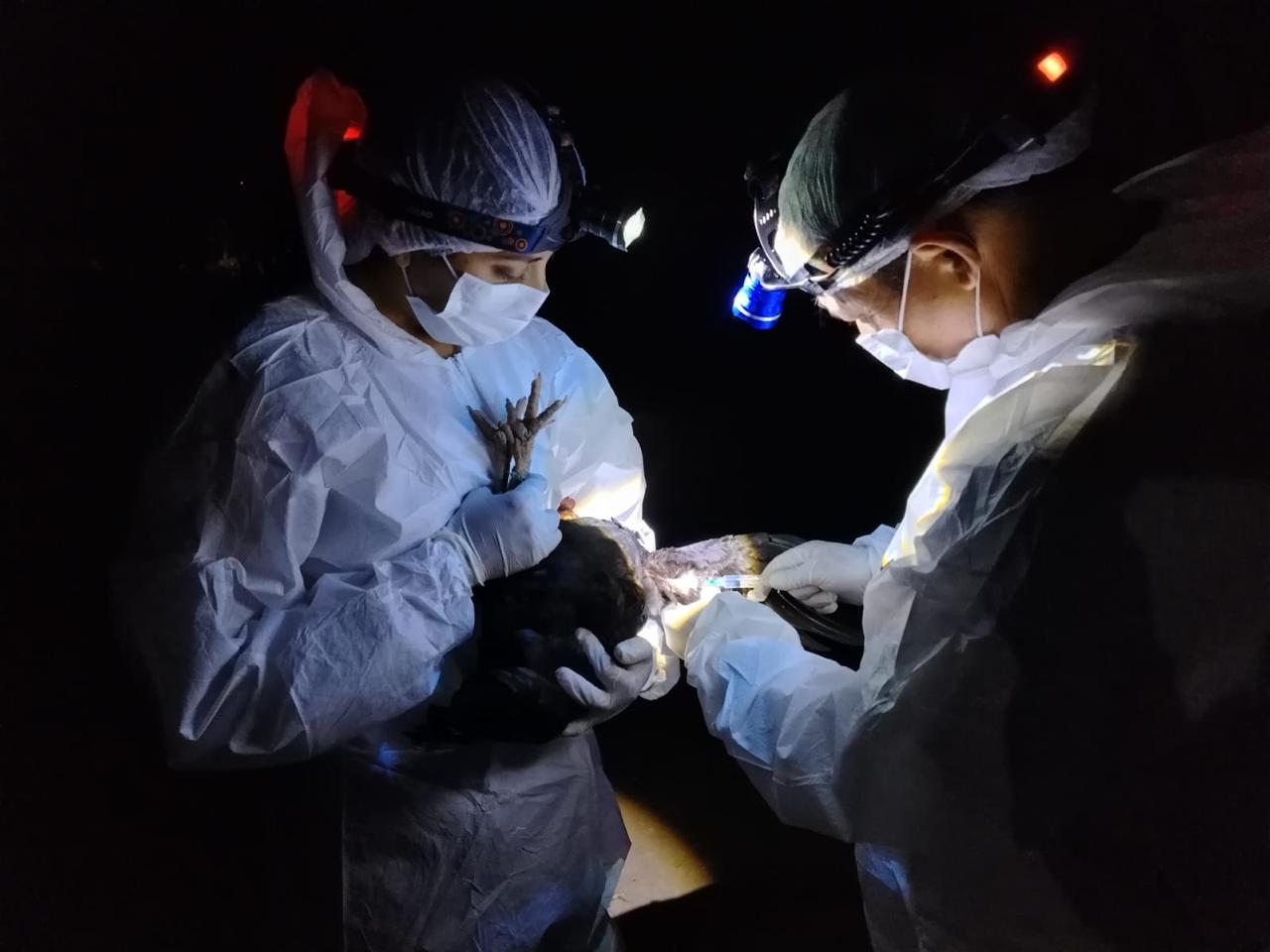 Detectan y sacrifican a un ave con influenza aviar fuera de la zona de brote en el municipio de Cuevo