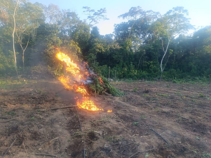 FELCN descubre e incinera 18 toneladas de marihuana en Yapacaní