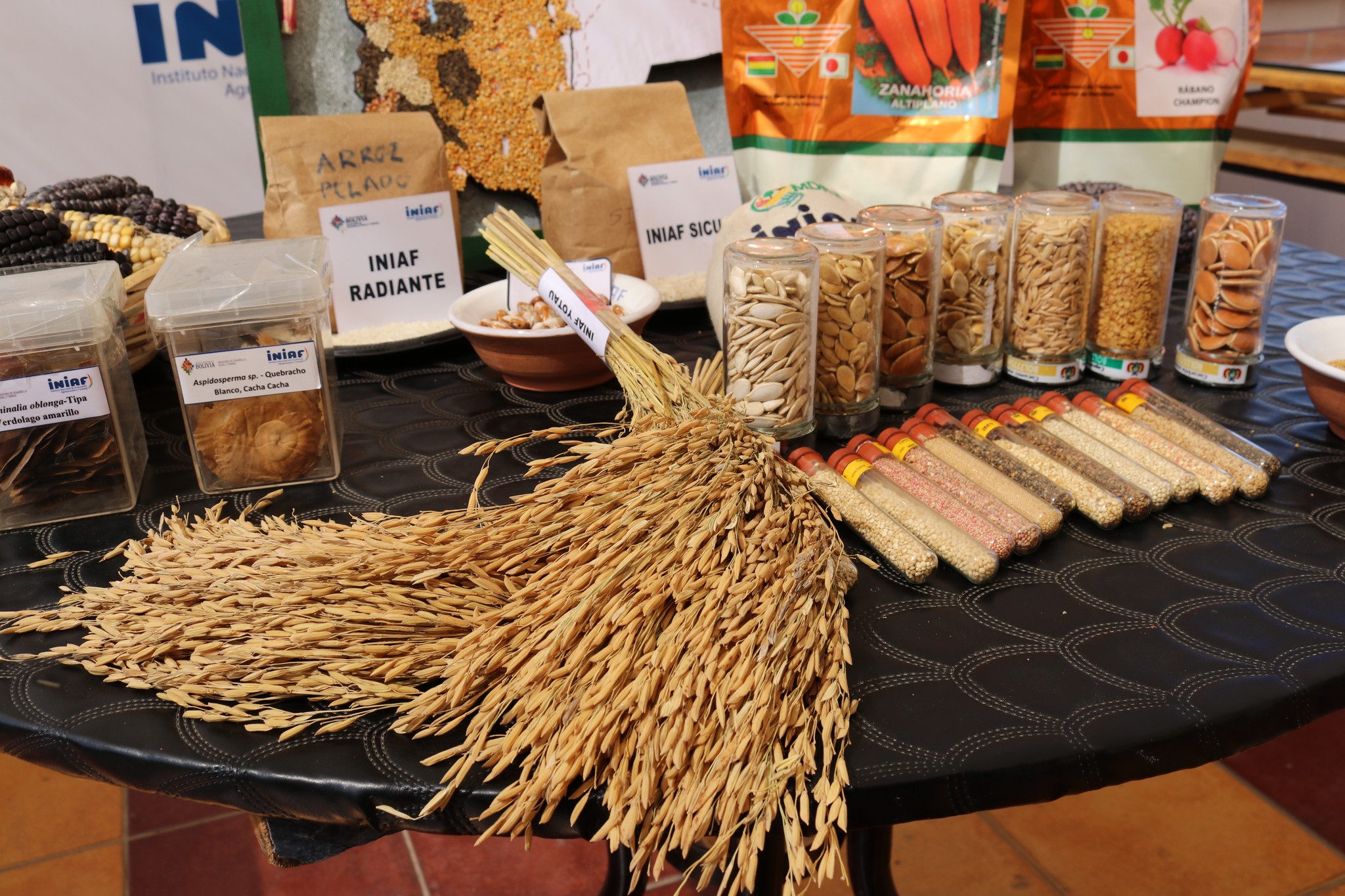 Banco Nacional de Germoplasma del INIAF resguarda 20.025 muestras de productos agrícolas