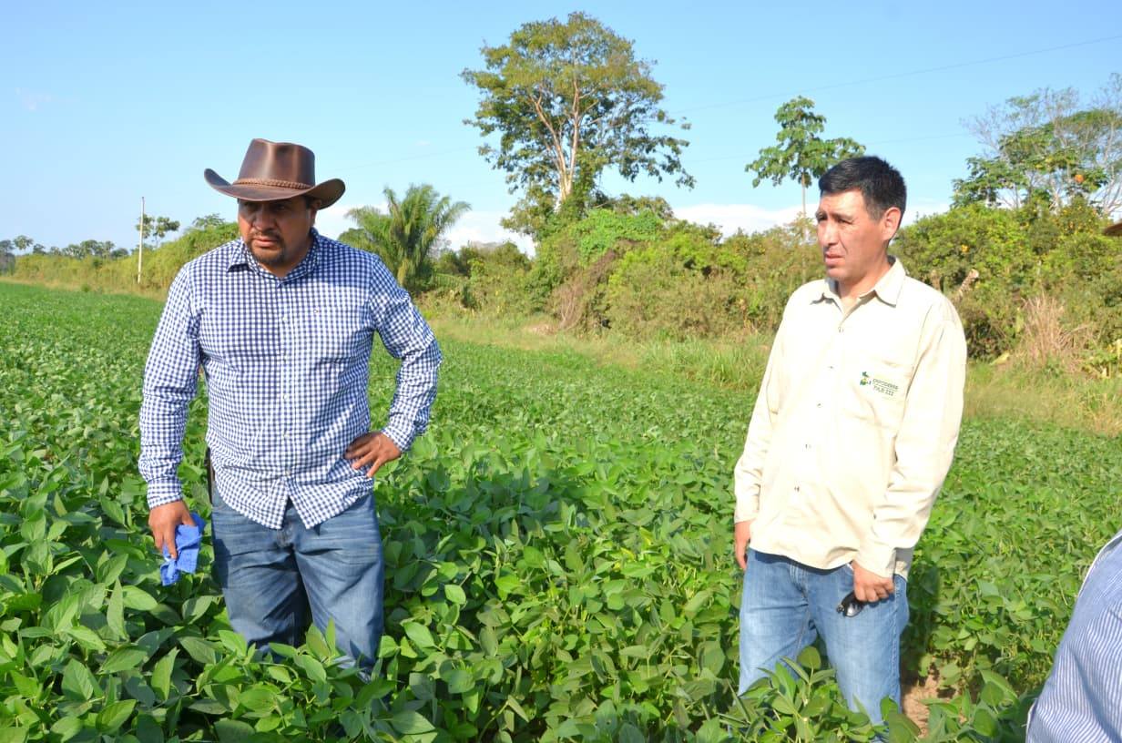 Proyecto en Ixiamas tiene resultados alentadores y perfila producir 3 toneladas de soya por hectárea